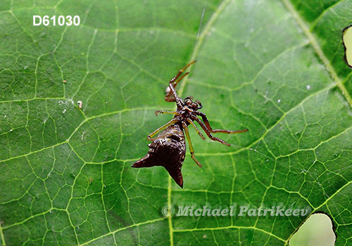 Micrathena sagittata